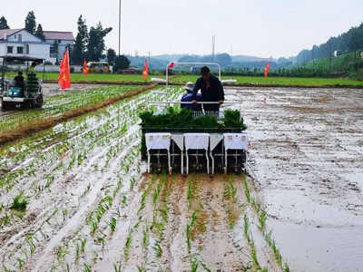 八省齐聚湘北益阳，共商水稻减肥技术与方法