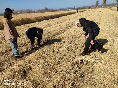 珲春市农机推广站完成机收损失率测定工作