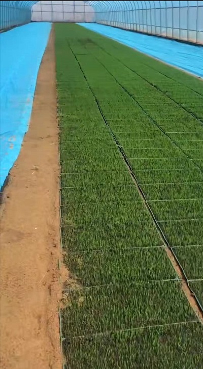 珲春市水稻机械抛秧技术推广进展顺利