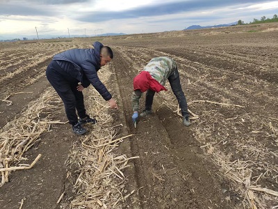 珲春市农机技术人员实地检查秸杆归行条耕播种情况