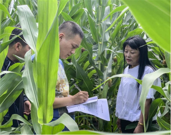 龙井市农机总站查看保护性耕玉米长势